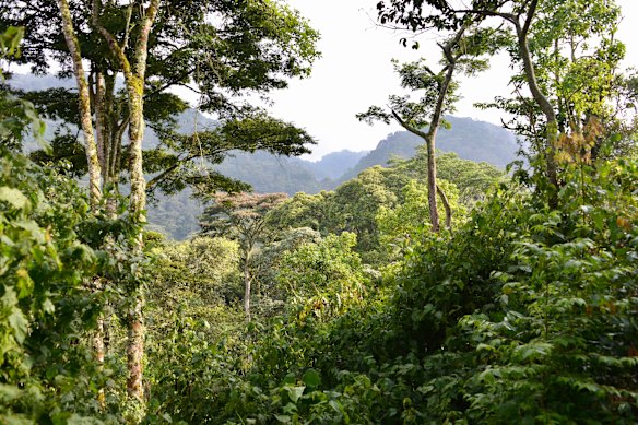 Gorilla trekking … Bwindi Impenetrable Forest National Park, Uganda.