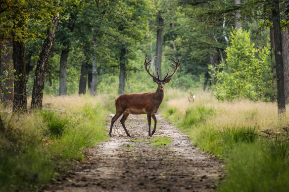 Oh deer! Hoge Veluwe National Park.