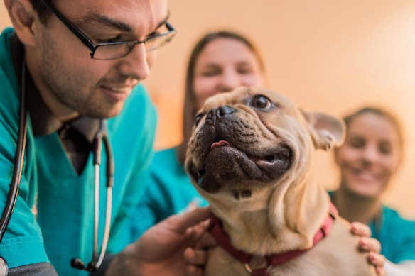 French Bulldogs are popular but prone to health issues.