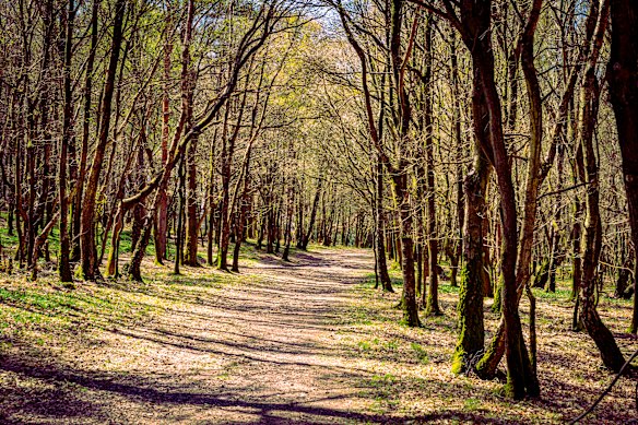 There’s a bear in there: Ashdown Forest, East Sussex, England.