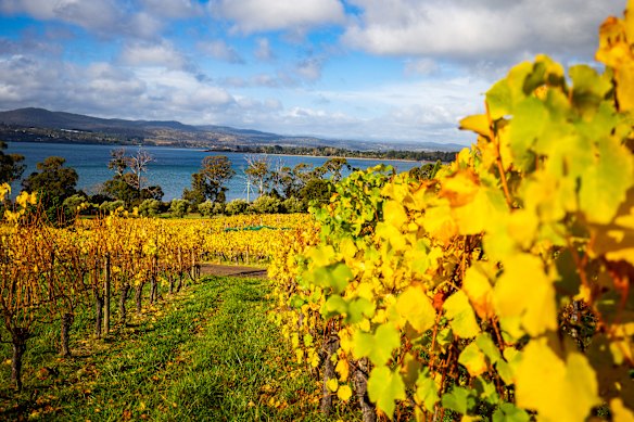 Vineyards in the Tamar Valley, Tasmania.