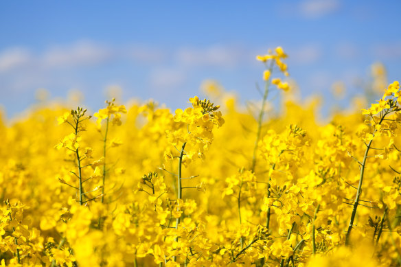 Rapeseed plant.