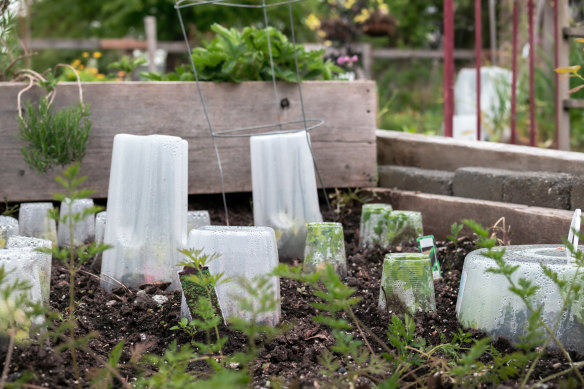 Smaller plants can be protected from frosts with plastic containers or guards.