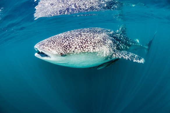 Encounter a whale shark in the waters of West Papua.