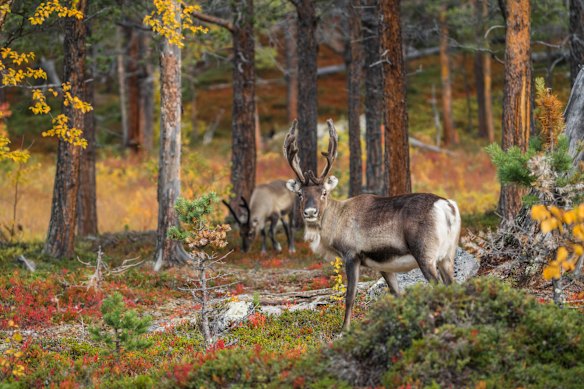 All the reindeer in Sweden belong to the Sami.
