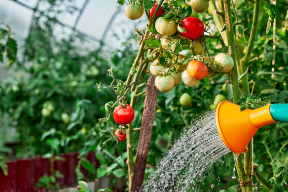Asking a friend to help out with watering your edible beds (in exchange for fresh produce) can be a good idea.