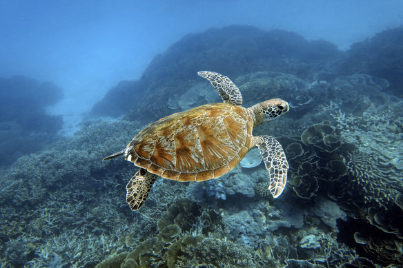 Komodo and Taka Bonerate national parks are renowned for their abundance of coral reefs and varied sea life.