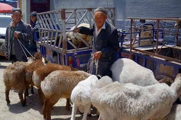 Waiting for buyers at Kashgar livestock market.
