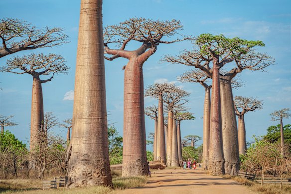 Avenue of the Baobabs in the Menabe region of western Madagascar.