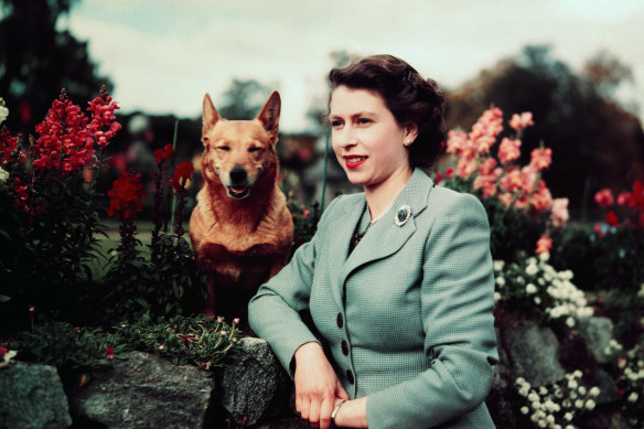 Queen Elizabeth II of England at Balmoral Castle with one of her corgis, in 1952, the year she became Queen.