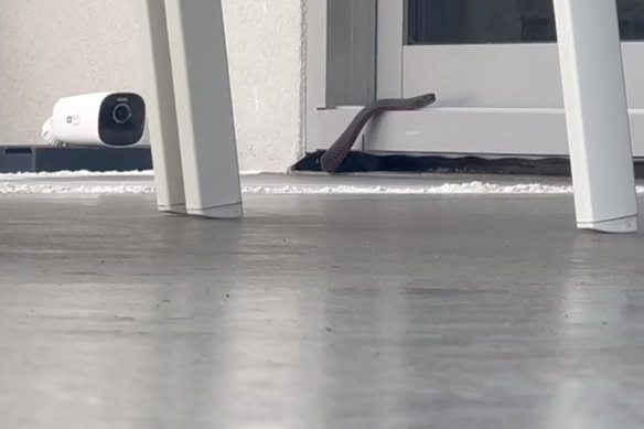A red-bellied black snake found in a house near Shellharbour on the NSW south coast.