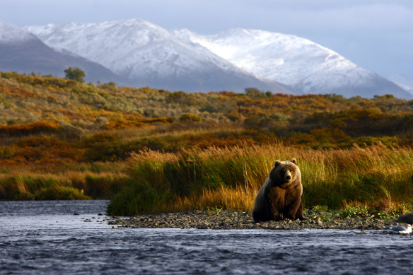 See brown bears on Kodiak Island in Alaska.