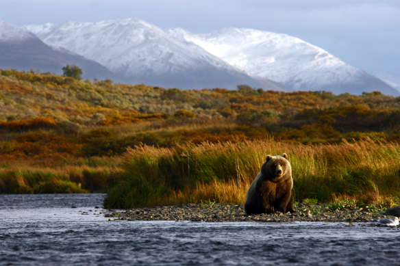 Bear-spotting season on Alaska’s Kodiak island.