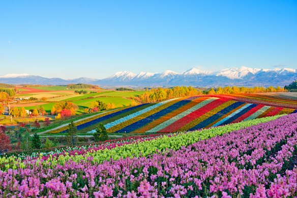Fields of flowers, Hokkaido, Japan.