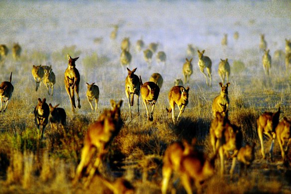 Neighbours rushing to make their flight