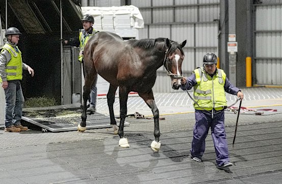 American horse Parchment Party arrives at Melbourne Airport on Tuesday night.