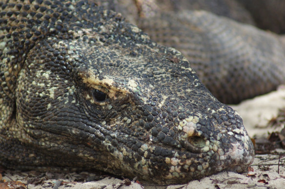 Here be dragons. A large Komodo lying on the beach.
