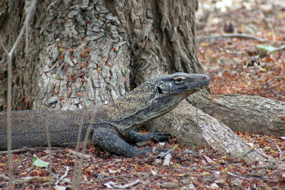 Young dragons look like goannas and are kind of cute. 