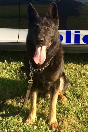 Police dog Kane collapsed after chasing two men for more than three kilometres.