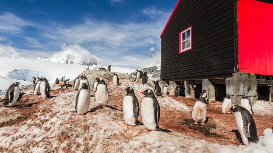 Gentoo penguins at Port Lockroy, Antractica.