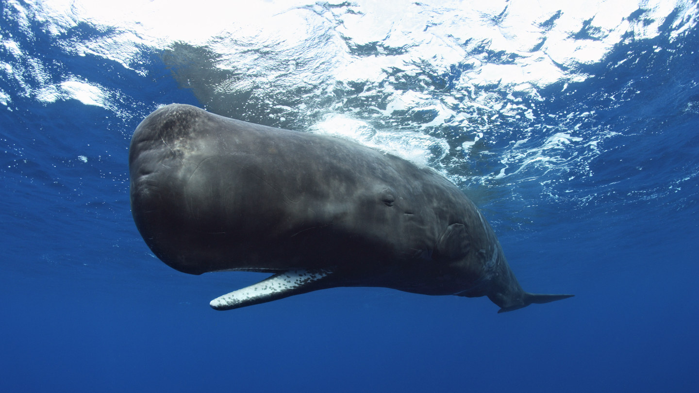 Goliaths of the Caribbean swimming with sperm whales in Dominica