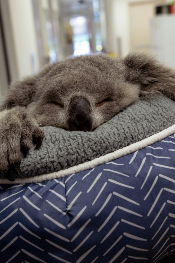 Baby CC, a rescue joey, receives regular checkups at the Wildlife Health and Conservation Hospital in southwestern Sydney.
