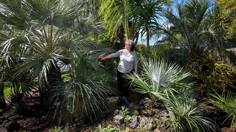 How to grow palms without making your backyard look like a resort