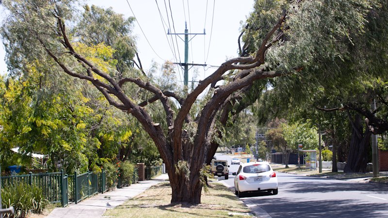 ‘Extremely timid’: Expert slams state’s limited trial for power line tree pruning