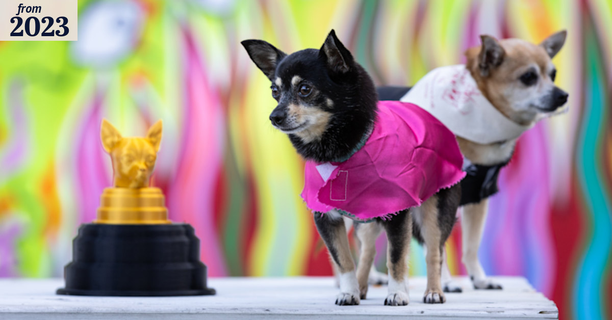 Tiny dogs to compete in Melbourne Pup race