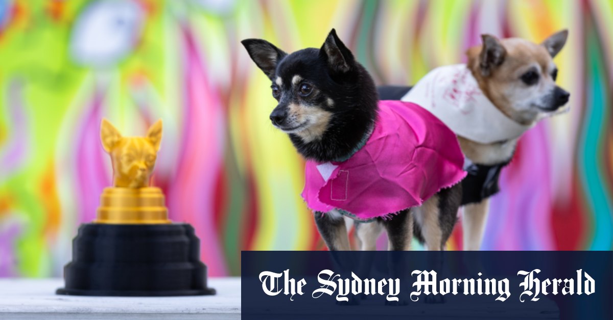 Tiny dogs to compete in Melbourne Pup race