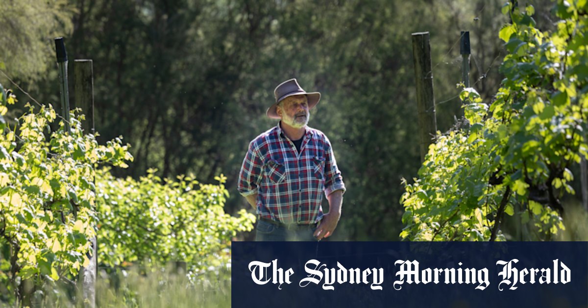 ‘Almost ashamed to be Australian’: Council fights the state’s kangaroo-culling program