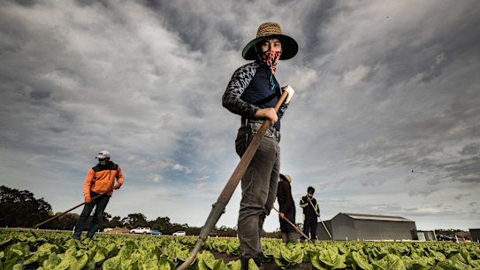 Dang Chinh The for Vietnam works a field of cos lettuce on Tuesday.