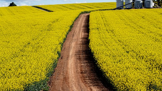 Canola fields in Central West NSW. The state experienced its best ever winter crop in 2020.