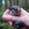 Forests in the Central Highlands are home to the critically endangered Leadbeater’s Possum.