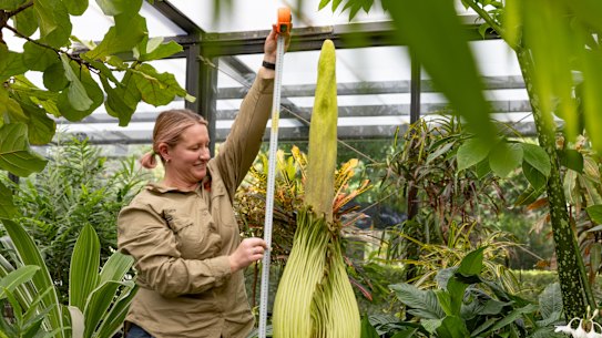 Geelong gardens coordinator Kellee Reissinger measures the flower on Thursday morning.