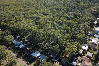 An aerial view of the unburnt area of bushland which is set to be cleared for a new housing development in Manyana on the NSW South Coast.