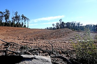 Some of the forest cleared for Alcoa’s Willowdale mine is easily seen from public roads.