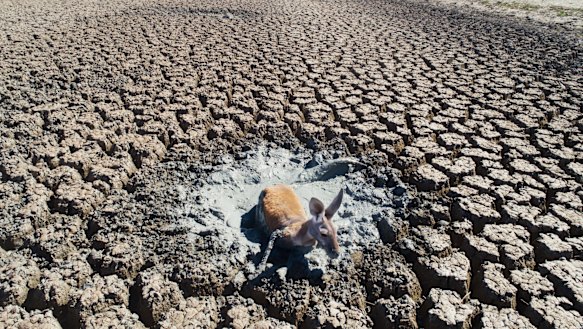 A kangaroo struggles in mud in an all but dried-up drainage canal in the Menindee Lakes system.