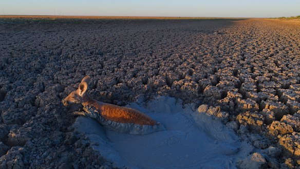 This kangaroo was one of several animals, including goats and sheep, that needed to be euthanised after the Herald was able to contact NPWS and animal local rescue groups. 