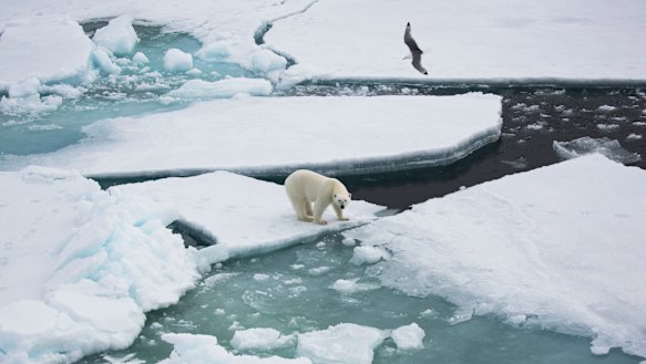 Cracking up: The melting of the Arctic sea ice has major implications for creatures such as polar bears.