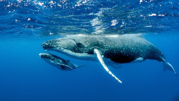 WA has been trialing humpback whale swimming encounters since June 2016. 