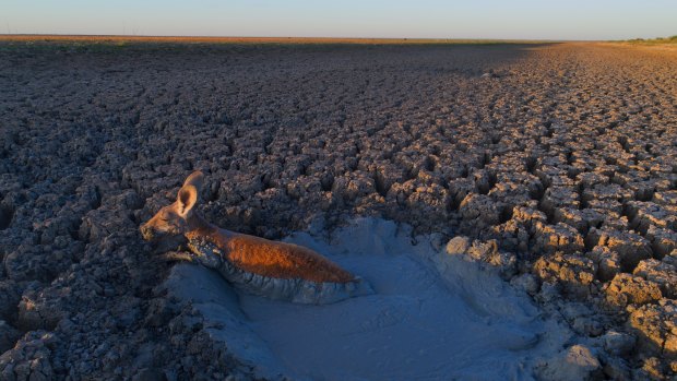 Menindee: An 'animal welfare crisis' - the fate of creatures trapped in  Menindee bog