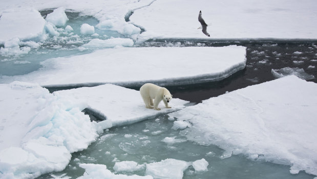 Cracking up: The melting of the Arctic sea ice has major implications for creatures such as polar bears.