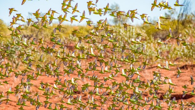 Budgerigars in the outback.
