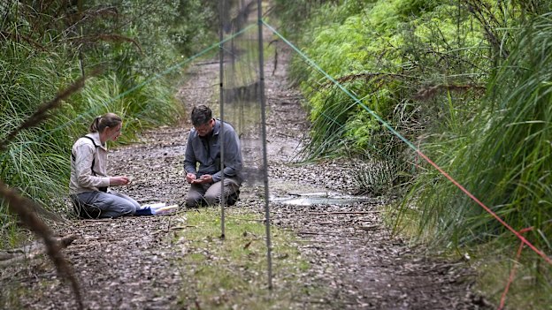 Dr Young and Prof Robert Heinsohn from the Difficult Bird Research Group compare notes on their samples. They are sitting next to a mist net, which is used to catch the birds. 