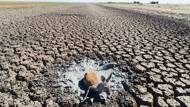 The scene in January the drainage canal of lake Cawndilla, one of the four main lakes of the Menindee Lakes, following the mass fish kill on the Darling River.