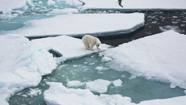 Polar bears are running out of habitat as the world’s crucial Arctic sea ice breaks up and melts.