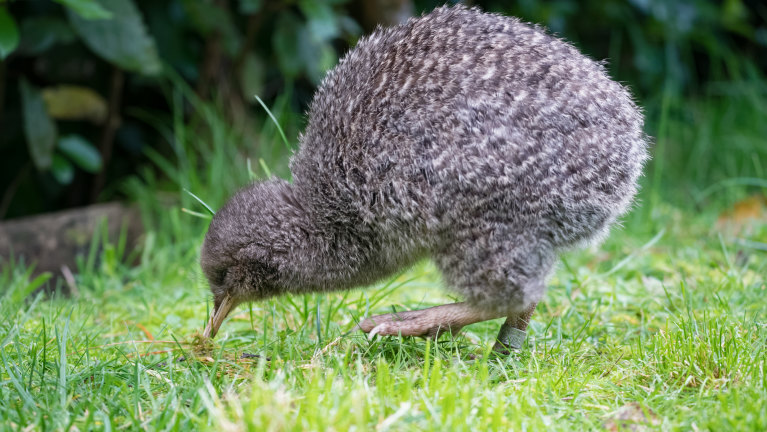 New Zealand Poll Fraud Detected After 1500 Rogue Votes Detected In Annual Bird Of The Year Contest