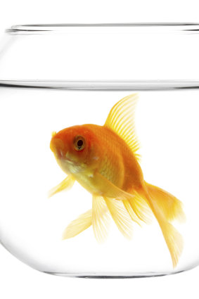 Gavin the goldfish: “Swims in circles when not lying on back.”