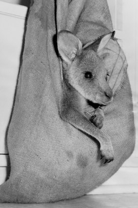 A rescued joey called William in a homemade pouch in Kew, 1968. The author’s mother made a pouch for Joey out of a chaff bag.